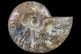 Cut & Polished Ammonite Fossil (Half) - Madagascar #158060-1